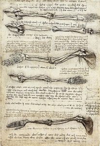 Drawings of the bones of the arm and hand with notes