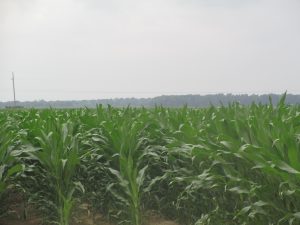 This image shows a corn crop in East Carroll Parish, Louisiana.