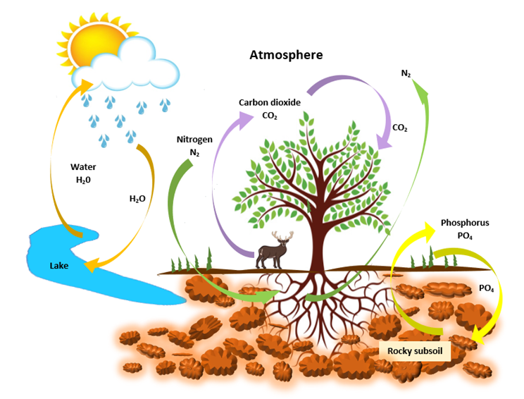 This image shows the nutrient cycle.