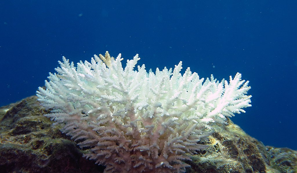 This image shows a bleached coral reef.