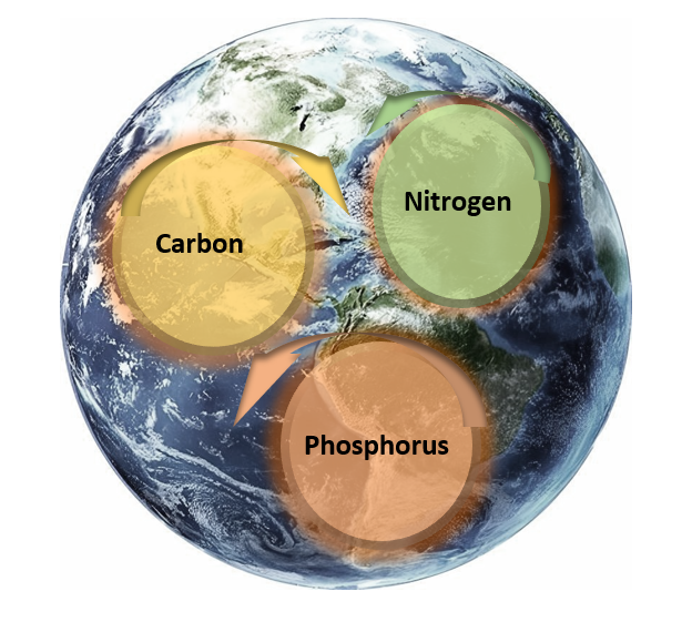 Chapter 7 ~ Biochemical Cycles – Environmental Science