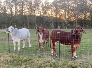 This image shows three cattle in Loranger, Tangipahoa Parish, Louisiana.