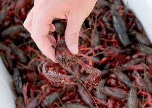 Crawfish