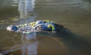 Alligator with head sticking out of water