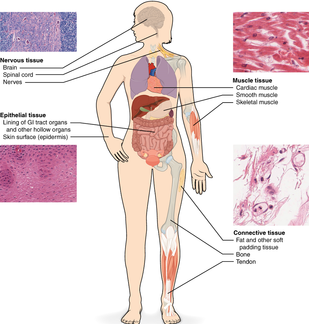 Soft tissue anatomy  Download Scientific Diagram