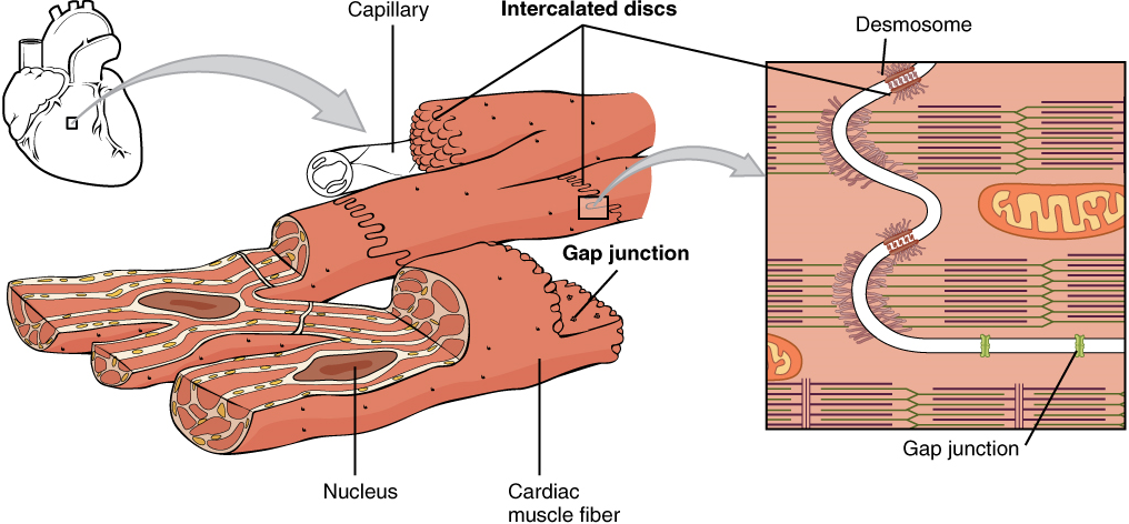 An illustration of the interconnectivity of adjacent cardiac muscle cells. Intercalated discs appear as wavy regions where cardiac muscle cells abut. Electrical coordination of contraction is made possible by gap junctions open to ion flow while desmosomes hold the squeezing muscle cells together.