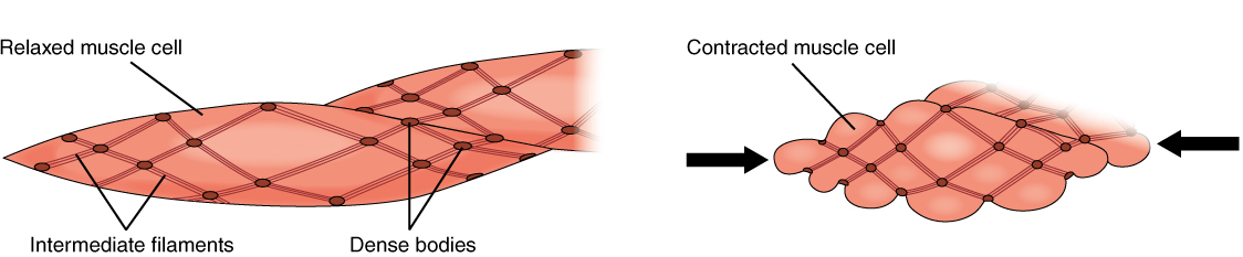 Smooth muscle cells are surrounded by net of intermediate filaments spanning from dense bodies that tighten during a contraction in a manner similar to purse strings being drawn. The result is a bunched up contracted smooth muscle cell compared to the relaxed cell.