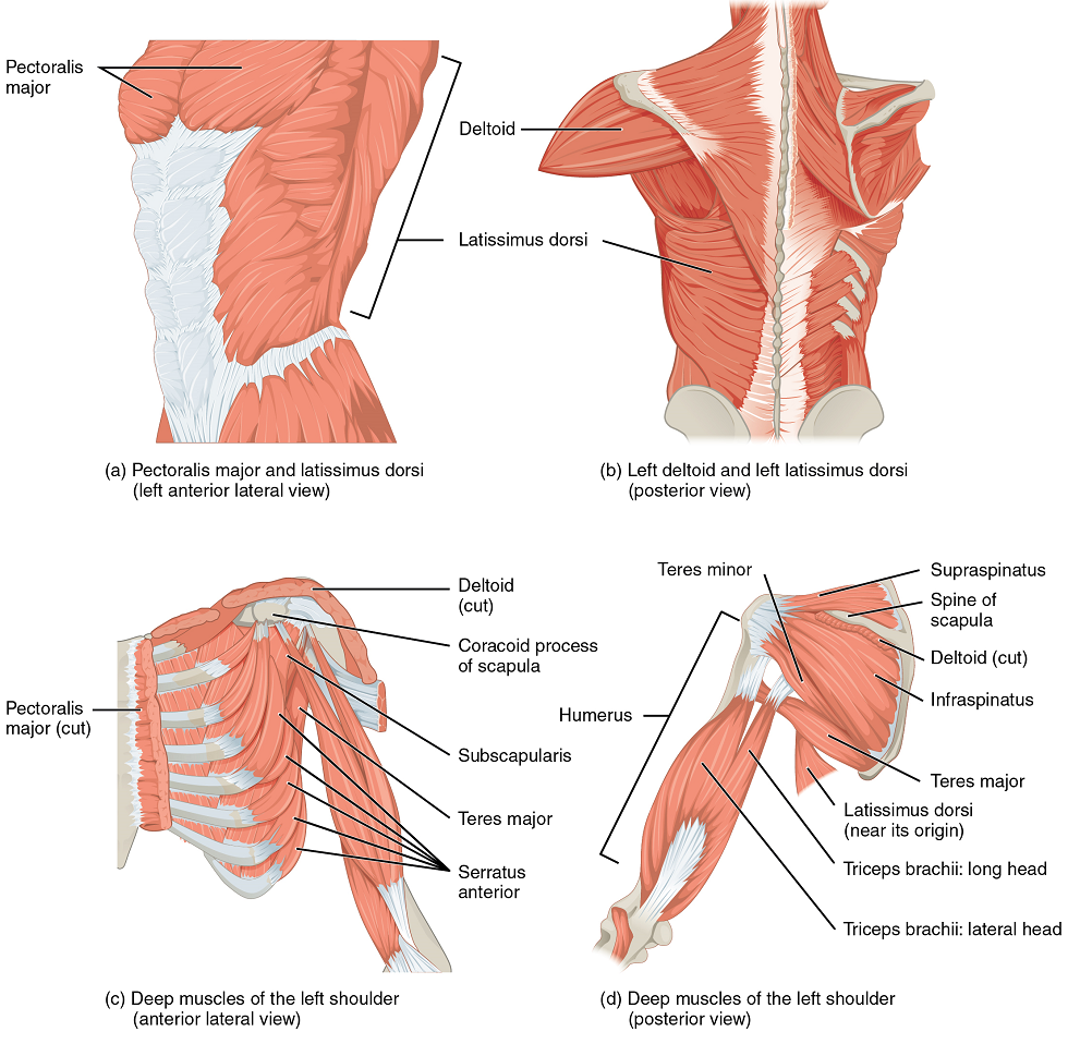 Figure 3 from Descriptive anatomy of the interscalene triangle and