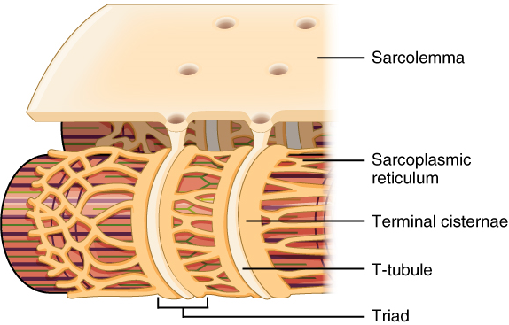 The inner muscle fiber can receive inputs via T-tubules (electrical signals) and sarcoplasmic reticulum (calcium) that surround it.