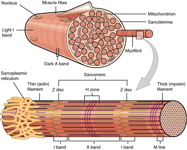Solved Muscle Tissue: Drawing Exercise Sectional view of