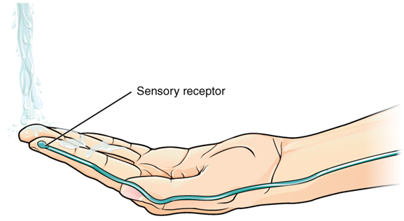 A sensory neuron in the peripheral nervous system that senses temperature connects to a nerve that carries an impulse from the fingertips towards the central nervous system.