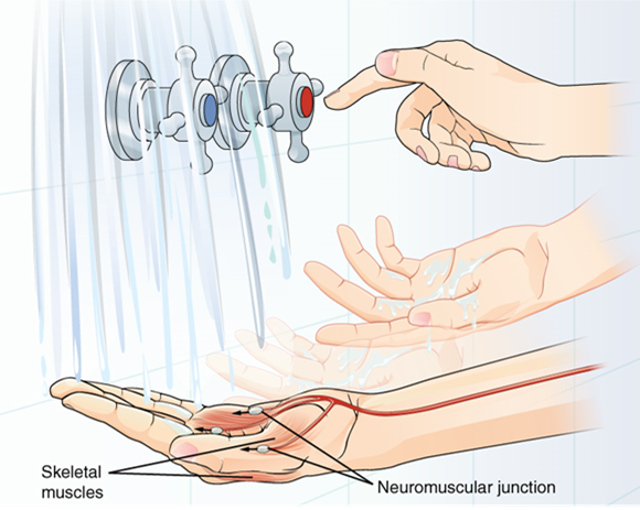 Motor neurons innervating the hand muscles cause a motor response that will adjust appropriately the shower faucet handles in response to sensor input.