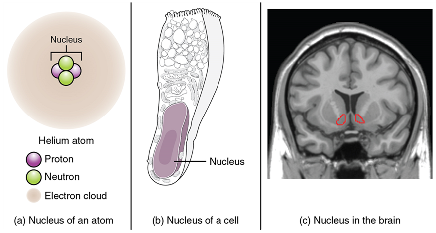 A composite image showing three context-dependent meanings of the word nucleus: atomic nucleus, cell nucleus, and brain nucleus. The brain nucleus is an internal island of gray matter surrounded by white matter.
