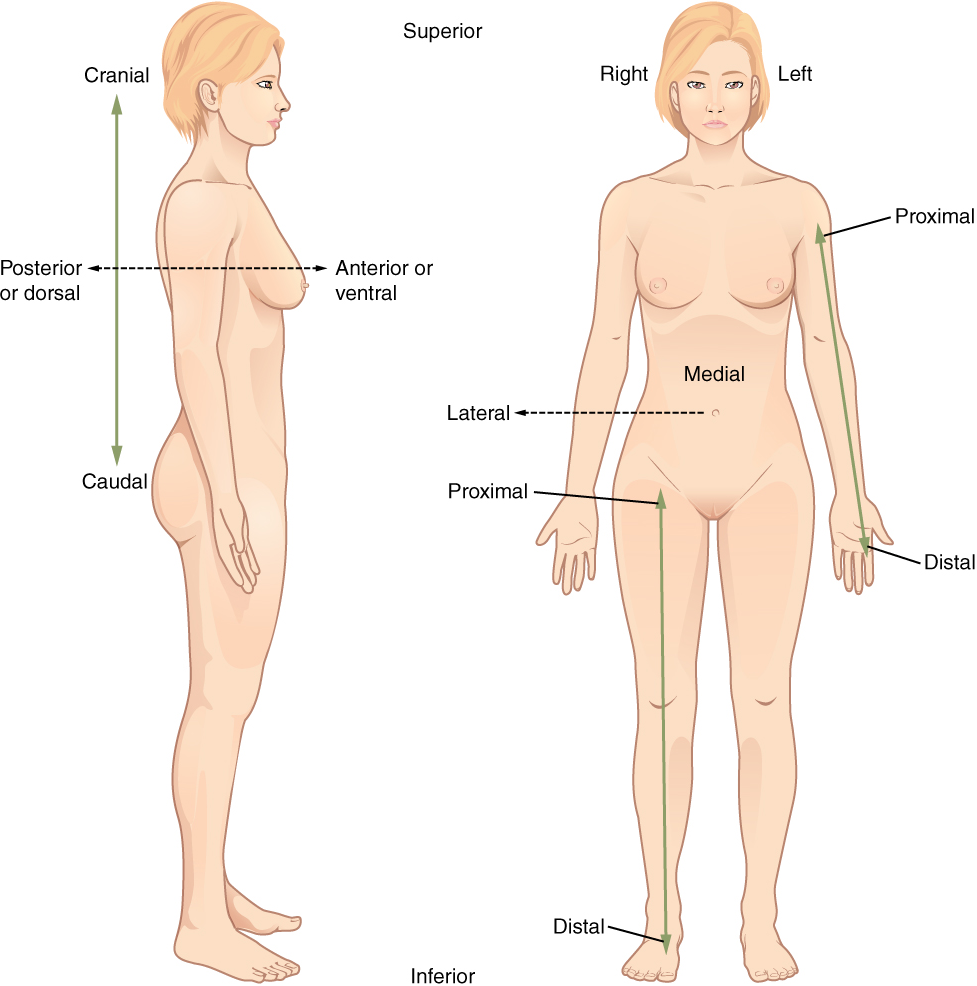 Illustration of the 51 regions and 14 body parts on the female