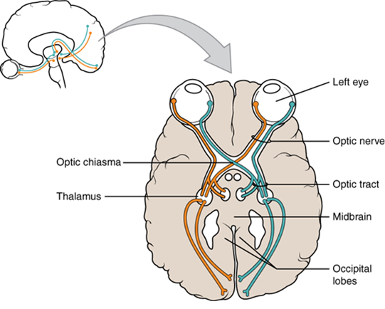 The optic nerve travels superficially on the brain a short distance between the eye and the optic chiasma. At the chiasma the optic nerve continues as an optic tract that plunges into the hemispheres.