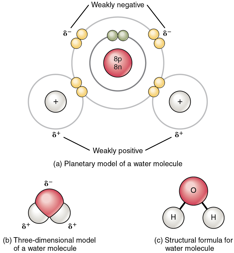 Image A shows a polar covalent bond between two hydrogen atoms and one oxygen atom. Image a show the planetary model of a water molecule. Image B shows a three-dimensional model. Image C shows a structural model of the bonding.