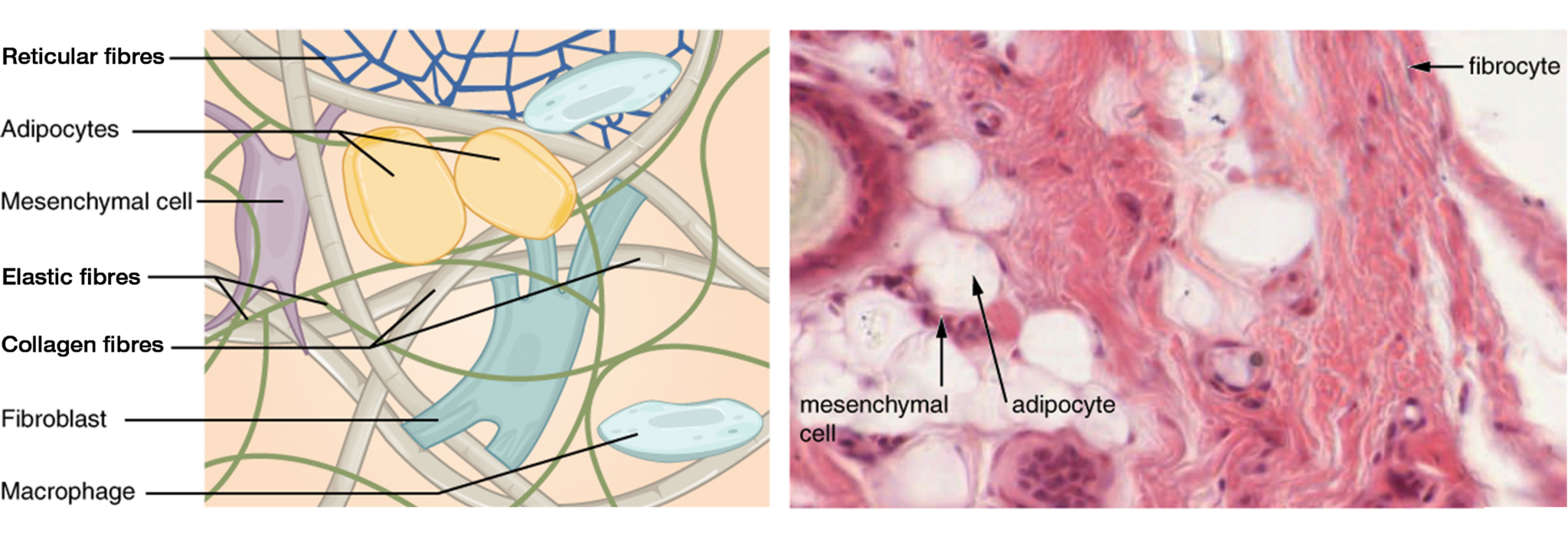 Chapter 8 Tissue Structure And Functions Human Anatomy And Physiology I