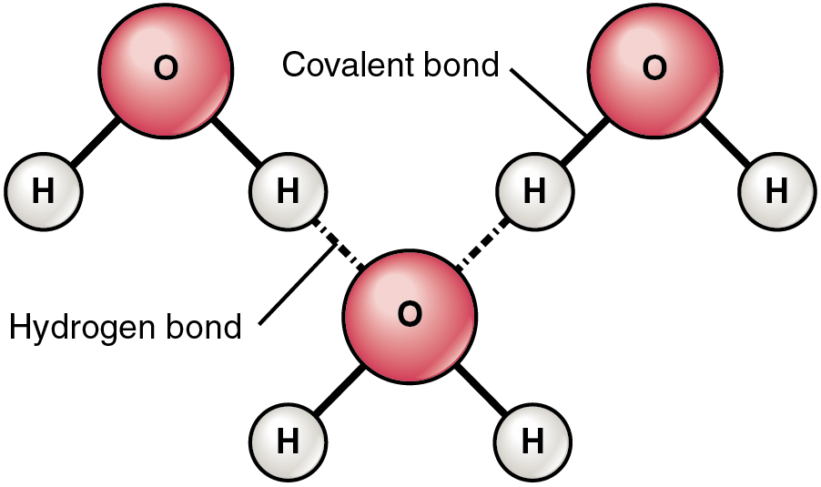 This image is several water molecules connected by covalent bonding. The bonds occur between the slightly positive charge on the hydrogen atom and the slightly negative charge on the oxygen atom. Since the hydrogen bonds are weak, they are shown by dotted lines.