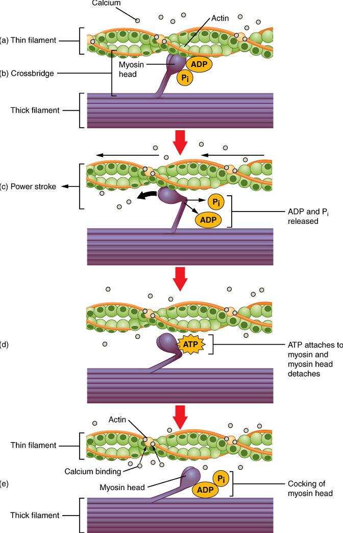 An illustration supporting the step by step sequence of the roles of ATP and Calcium in muscle contraction.