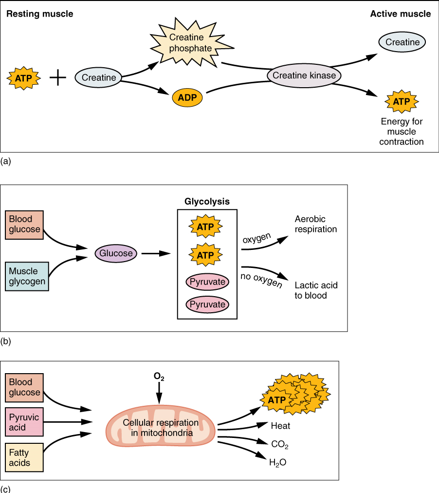 Metabolic pathways related to energy utilization by resting and contracting muscles.