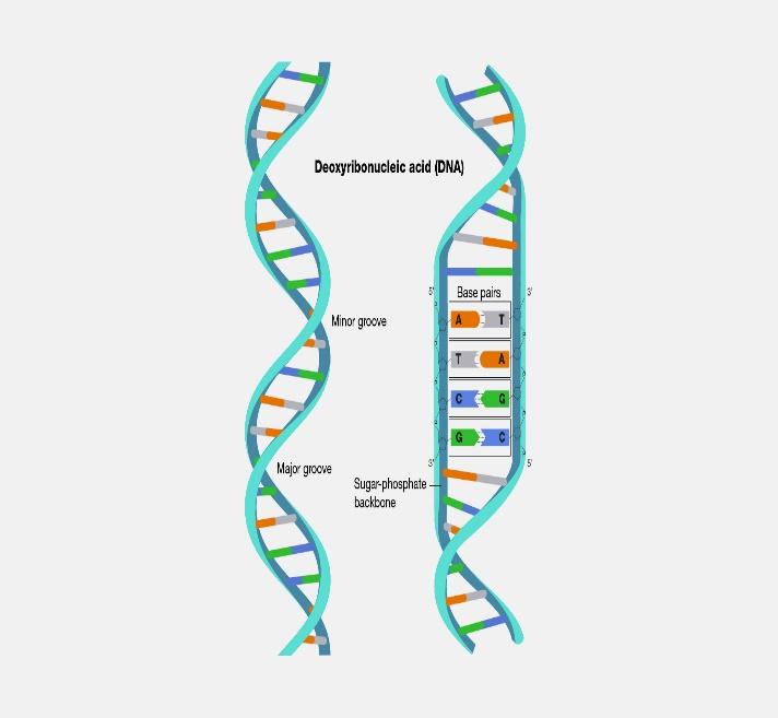 A diagram of a DNA strand.