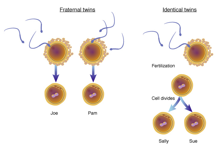Figure 3._ - Illustration of fertilized eggs of fraternal twins and identical twins.