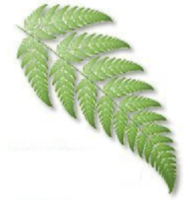 A computer-generated image called the Barnsley fern