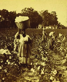 A photograph shows Black men and women harvesting cotton in a field. In the foreground, a woman holds a large basket of cotton on her head. A large house is visible in the background.