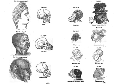 Two facing pages of illustrations depict the skulls of various humans and animals. On the first page, these include “Apollo Belvidere,” a Greek statuary head shown beside a skull labeled “Greek”; beneath this, “Negro,” a Black man’s head shown beside a skull labeled “Creole Negro”; and at the bottom, “Young Chimpanzee,” a chimpanzee’s head shown beside a skull labeled “Young Chimpanzee.” On the opposite page, various drawings of animals and black humans are labeled “Orang-Outan”; “Hottentot Wagoner—Caffre War”; “Chimpanzee”; “Hottentot from Somerset”; “Mobile Negro, 1853”; and “Negro, 8200 Years Old.”